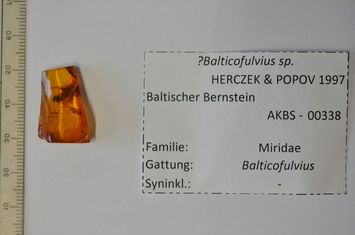 Vorschaubild Bernstein m. Balticofulvius-Wanze